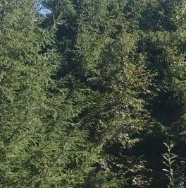 Продажа земли Нечеперть садоводческий массив, Надежда СНТ, 9-я линия, д. 267 Продажа земли Нечеперть садоводческий массив, Надежда СНТ, 9-я линия, д. 267