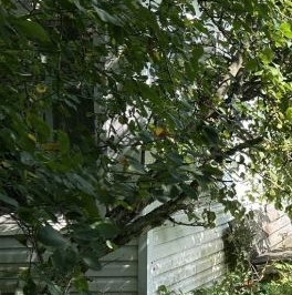 Продажа дома Петергоф, улица Скороходовская