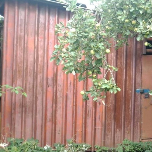 Земельный участок д. Скотное, 17А