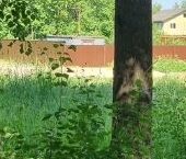 Продать Дачи, коттеджи, загородные дома Орбита СНТ, 19   