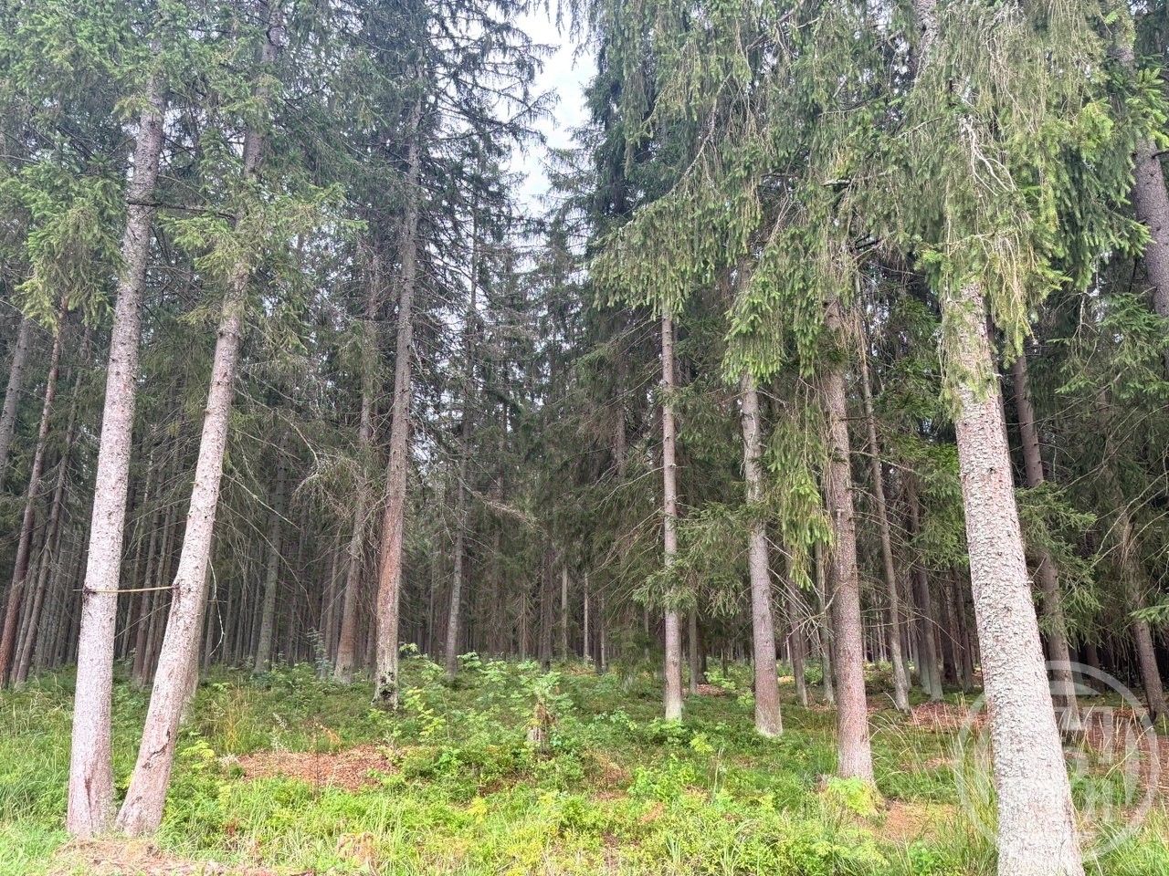 Продажа земли Вырица городской поселок, проспект Мельничный