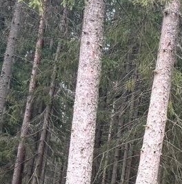 Продажа земли Вырица городской поселок, проспект Мельничный