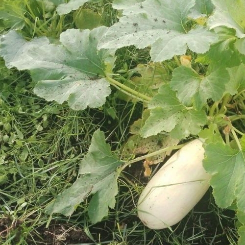 Коттедж/дом Чайко СНТ, улица Благодатная