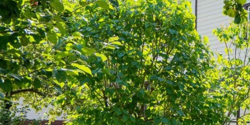 Коттедж/дом пос. Лисий Нос, Высокая улица, 49