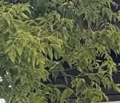 Продать Дачи, коттеджи, загородные дома Тихвин, Северная улица, 17   