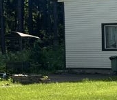 Продать Дачи, коттеджи, загородные дома Агалатово СНТ, 6-я линия   