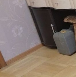 Продажа 3-комн квартиры на вторичном рынке Богатырский проспект, 29К1