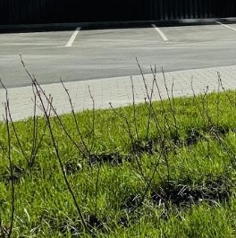 Продажа 1-комн квартиры на вторичном рынке пос. Янино-1, бульвар Цветной, 9к2 Продажа 1-комн квартиры на вторичном рынке пос. Янино-1, бульвар Цветной, 9к2