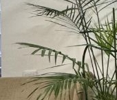 Сдать в аренду Квартиры вторичка Сигнальный проезд, 16/1   