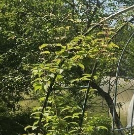 Продажа дома Красницы садоводческий массив, 5-я линия Продажа дома Красницы садоводческий массив, 5-я линия