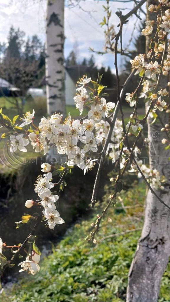 Продажа дома СНТ Ромашка массива Еглизи, СНТ Ромашка массива Еглизи дп.