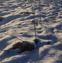 Продажа земли д. Старые Низковицы, улица Центральная Продажа земли д. Старые Низковицы, улица Центральная