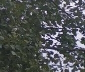 Продать Дачи, коттеджи, загородные дома д. Мюреля, 10   