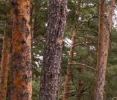 Сдать в аренду Квартиры вторичка Сестрорецк, улица Максима Горького, 2Ас2   