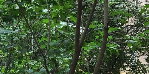 2-комн квартира улица Менжинского, 10