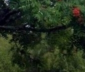 Продать Дачи, коттеджи, загородные дома пос. Лейпясуо, Буревестник СНТ, 143   