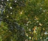 Продать Комнаты в квартирах Комендантский проспект, 24К3   