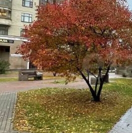 Аренда 4-комн квартиры на вторичном рынке Ломоносовский проспект, 29к1