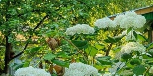 Коттедж/дом Сестрорецк, 7-я линия, 21