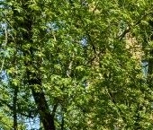 Продать Квартиры вторичка улица Космонавта Волкова, 5Б   