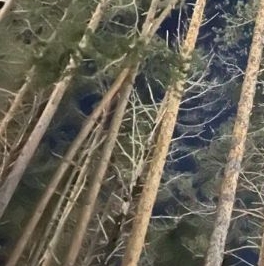 Продажа земли Алые Паруса кп, пос. Пески, проезд 6-й Парусный