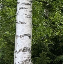 Продажа дома Содружество СНТ, 280 Продажа дома Содружество СНТ, 280