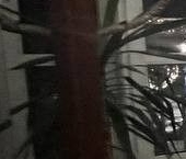 Сдать в аренду Квартиры вторичка Петровская набережная, 4   