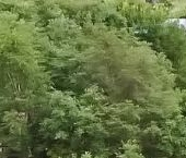 Продать Земельные участки, земля Ламполово кп, улица Нежная  7 