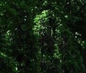 Продать Квартиры вторичка Петергоф, Гостилицкое шоссе, 15к1   