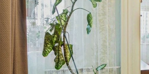4-комн квартира Кондратьевский проспект, 62к1