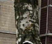 Продать Квартиры вторичка Отрадное, улица Щурова, 4   