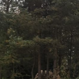 Продажа земли Всеволожск, проезд 2-й Парковый