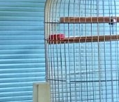 Продать Дачи, коттеджи, загородные дома Березовая Роща садоводческий массив, Строитель СНТ, 5-я линия   