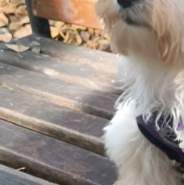 Аренда 3-комн квартиры на вторичном рынке Фрязино, улица Горького, 7 Аренда 3-комн квартиры на вторичном рынке Фрязино, улица Горького, 7