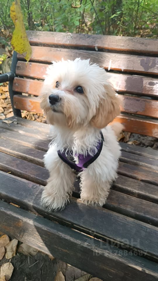 Аренда 3-комн квартиры на вторичном рынке Фрязино, улица Горького, 7