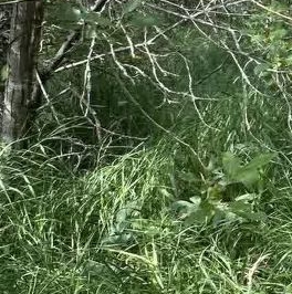 Продажа дома Посадников остров садоводческий массив, Дружба-3 СНТ, 23-я линия Продажа дома Посадников остров садоводческий массив, Дружба-3 СНТ, 23-я линия