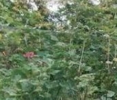 Продать Дачи, коттеджи, загородные дома Красницы садоводческий массив   