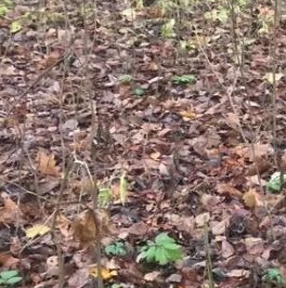 Продажа земли д. Котлы, 141