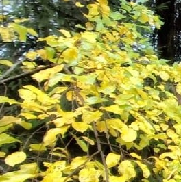 Продажа дома Вырица городской поселок Продажа дома Вырица городской поселок