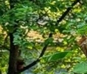 Продать Дачи, коттеджи, загородные дома Сестрорецк, 7-я линия, 21   