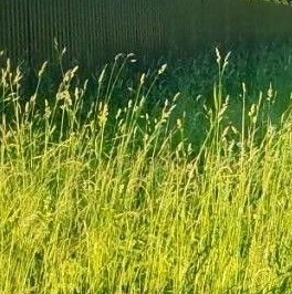 Продажа земли пос. Петровское, улица Центральная