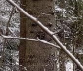 Продать Земельные участки, земля Зеленогорск, улица 2-я Лесная   