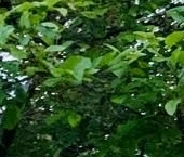 Продать Дачи, коттеджи, загородные дома Новая Ропша садоводческий массив, улица 5-я Центральная  61А 