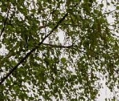 Продать Квартиры вторичка Каменноостровский проспект, 62   