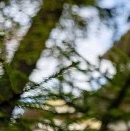 Продажа дома пос. Лисий Нос, Приморское шоссе, 26А