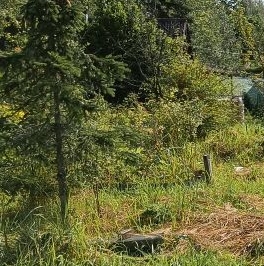 Продажа земли Бабино садоводческий массив