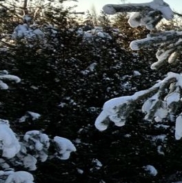 Продажа дома Сестрорецк, улица Александра Паншина Продажа дома Сестрорецк, улица Александра Паншина