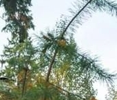 Продать Дачи, коттеджи, загородные дома пос. Лисий Нос, Деловая улица, 13/19В   