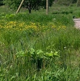 Продажа земли д. Усадище, улица Береговая, 6