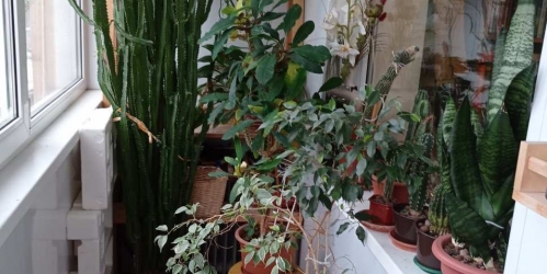 3-комн квартира Сертолово г., Ветеранов ул. ,  д. 11,  к. 2